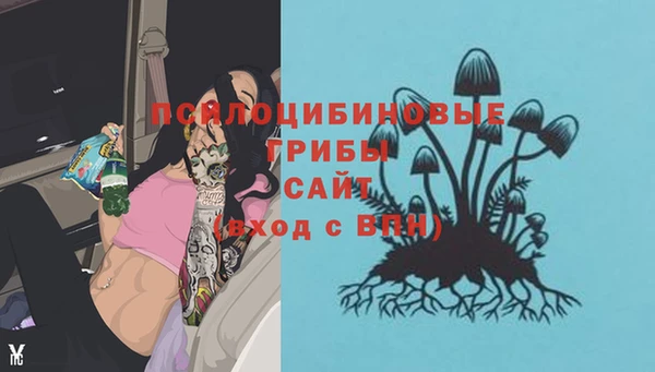 стафф Корсаков